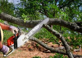 Best Emergency Tree Removal  in New Beaver, PA