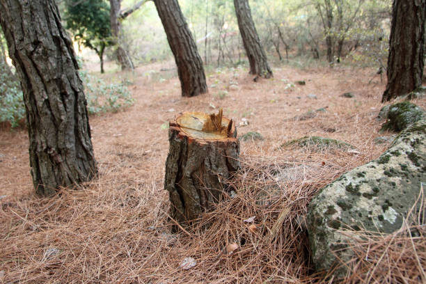 Best Tree Maintenance Programs  in New Beaver, PA