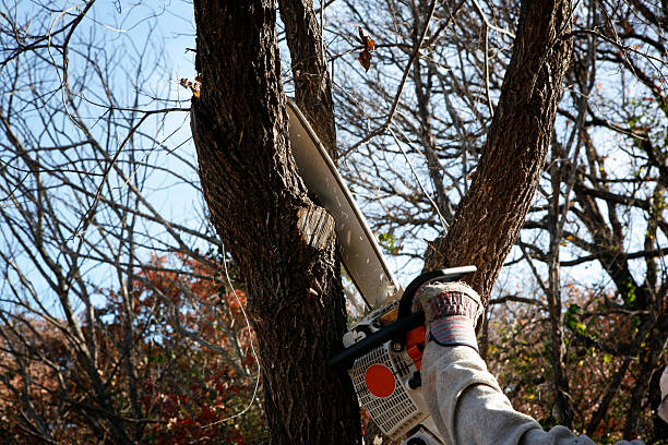 Lawn Renovation and Restoration in New Beaver, PA