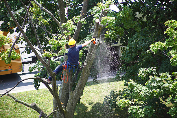 Tree and Shrub Care in New Beaver, PA