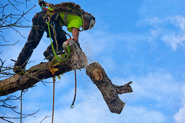 Best Utility Line Clearance  in New Beaver, PA